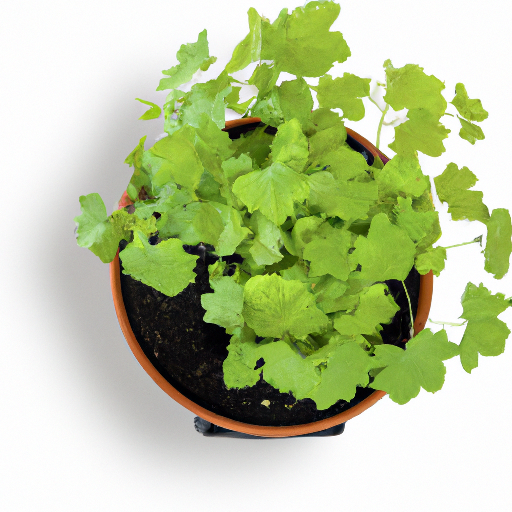 Choosing Biodegradable Pots For Indoor Plants